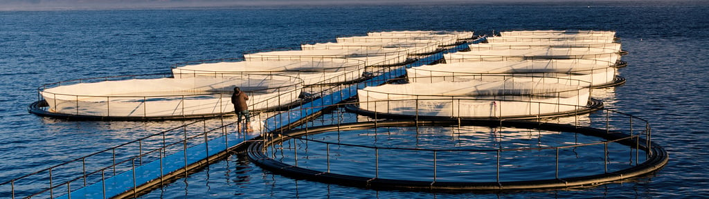 Fish Farm