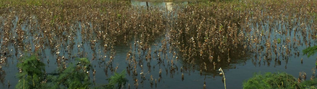 Flooded fields