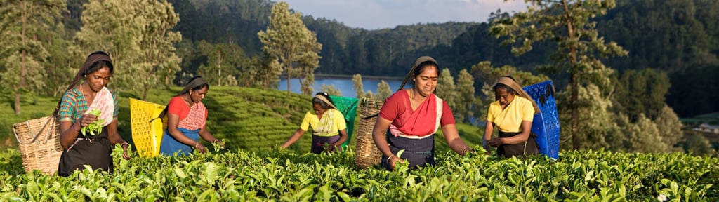 tea picking image