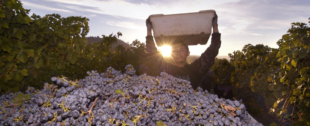 Grape Picking