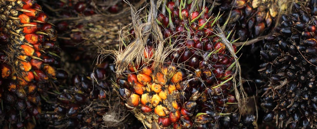 palm fruit picture