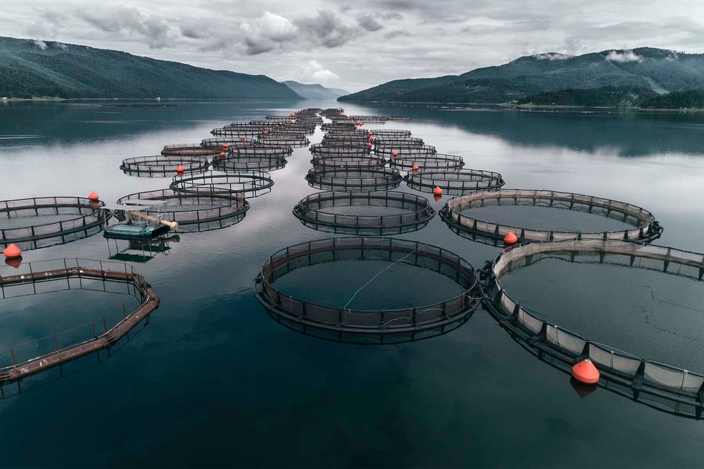 Fish Farm