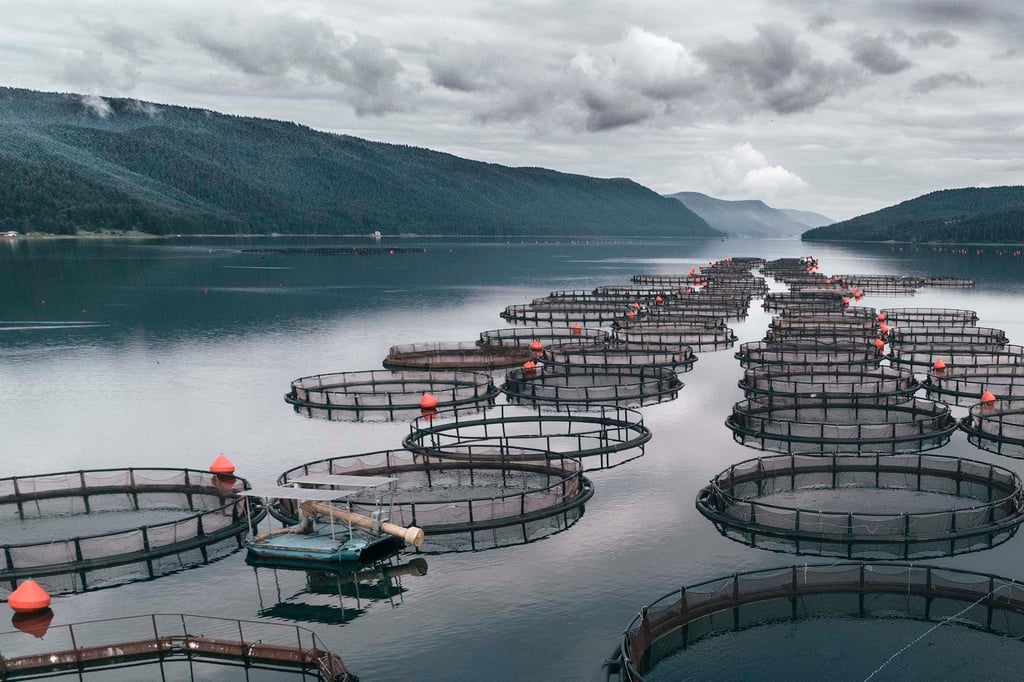 Fish Farm