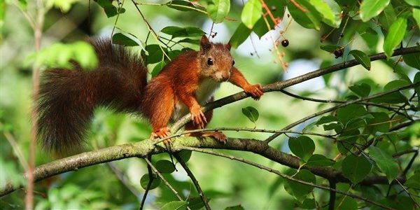 Squirrel in a tree