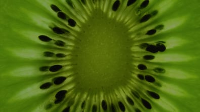 Cross section of kiwi fruit