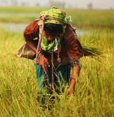 A labourer working in a field gathering produce