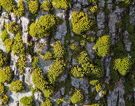 Looking down on forest