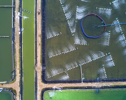 Fish farming