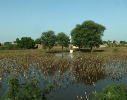 Flooded field