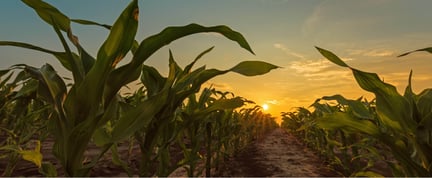 LRQA Cornfield