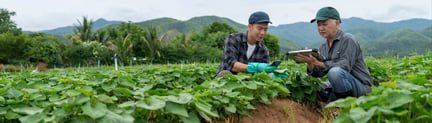 Farmers working in a farm