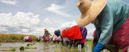 People working in paddy fields