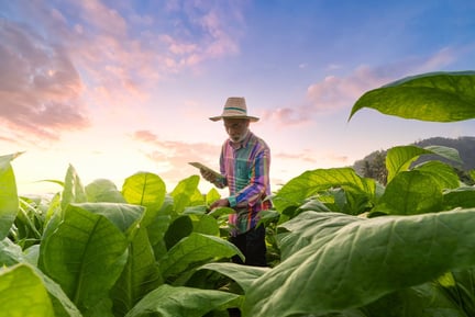 Working man inspecting crops in the field