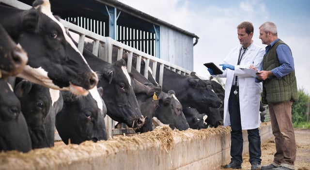 Farmer and inspector with cattle