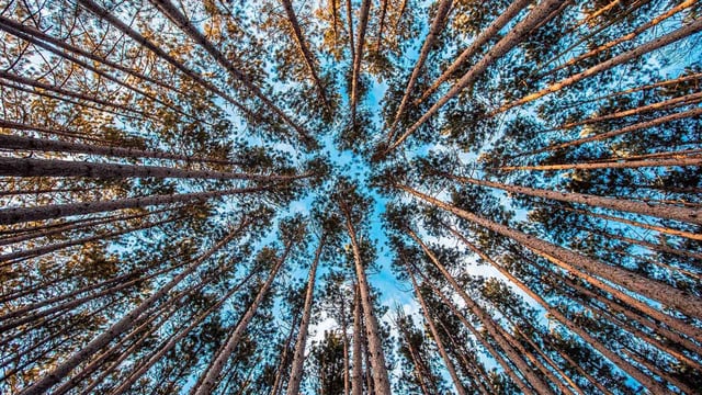 Tall trees and sky